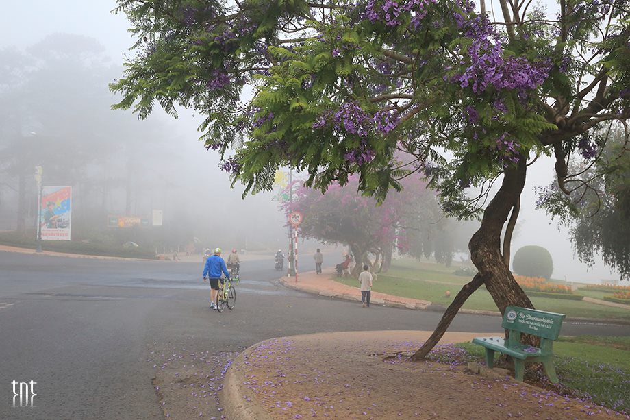 Đà Lạt là một thành phố đặc biệt với khí hậu mát mẽ quanh năm. 